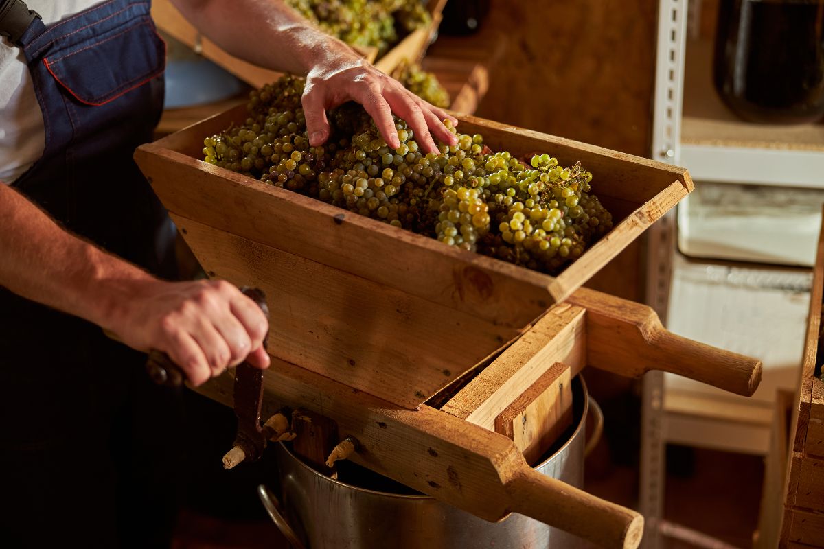 Winemaker crushing grapes.